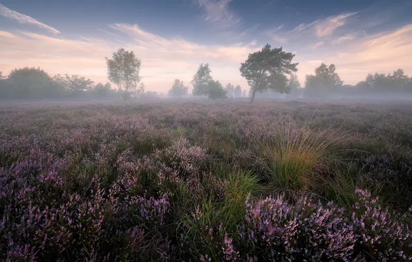 Field, trees, fog, Heather