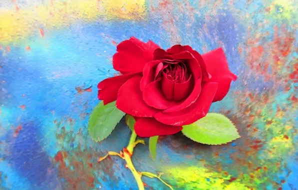 Flower, rose, petals, Bud