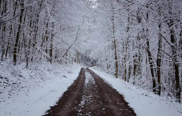 Winter, road, forest