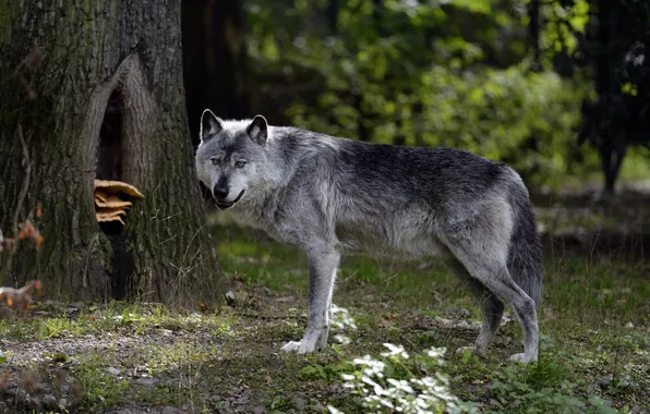 Picture forest, nature, grey, wolf, predator