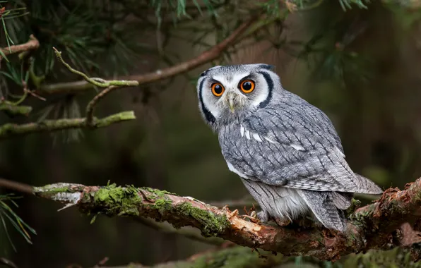 Picture forest, look, tree, owl, bird, branch, sovushka, White-faced scoop