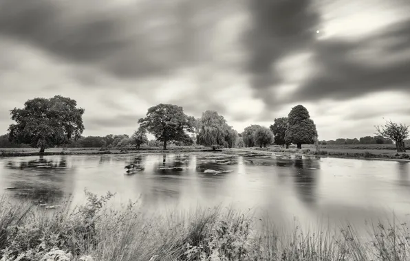 Trees, pond, black and white photo