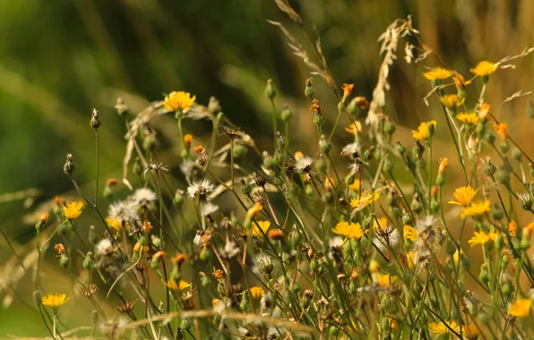 Flower, plants, meadow