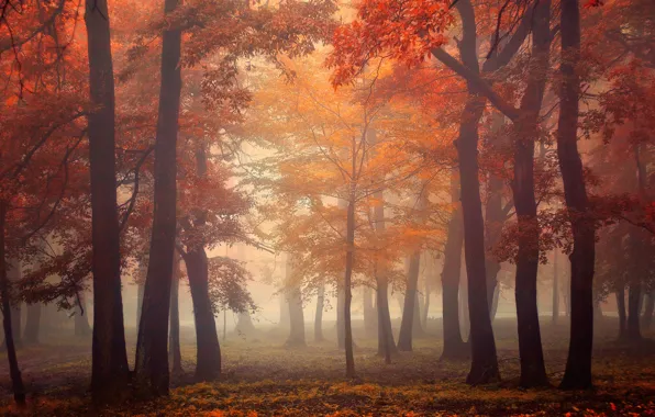Autumn, forest, leaves, light, trees, fog, light, forest