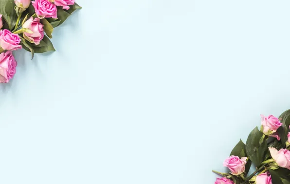 Leaves, flowers, background, blue, roses, pink, buds, blue