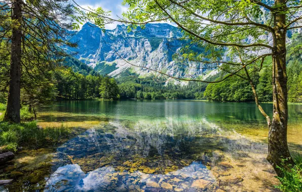 Picture greens, forest, summer, water, the sun, trees, mountains, branches