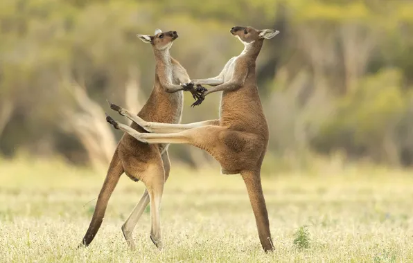 Jump, the game, kangaroo, a couple, Duo
