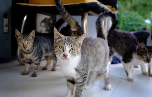 Cats, gang, striped