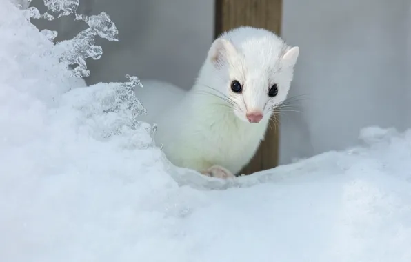 Picture winter, white, look, snow, muzzle, animal, weasel, the snow