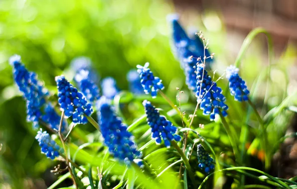 Picture summer, light, flowers, nature, Lupine Ladies