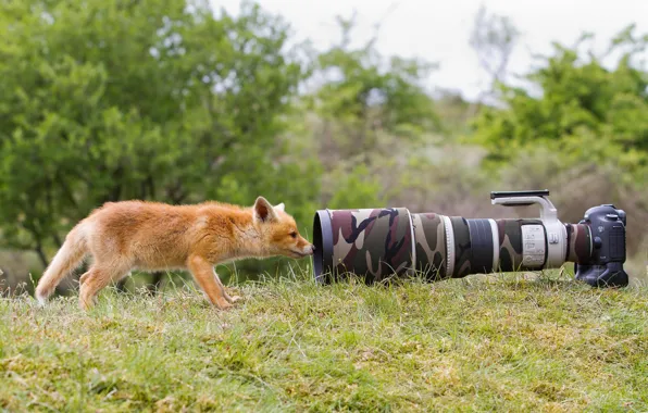 Picture grass, nature, animal, camera, the camera, Fox, lens, curiosity