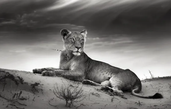 Sand, cat, clouds, needle, lioness