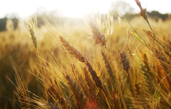 Picture wheat, field, grass, spikelets, ears, macro nature