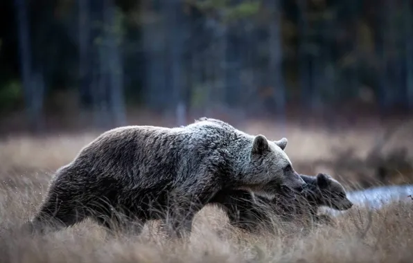 Picture forest, nature, bear, profile, bear, walk, bear