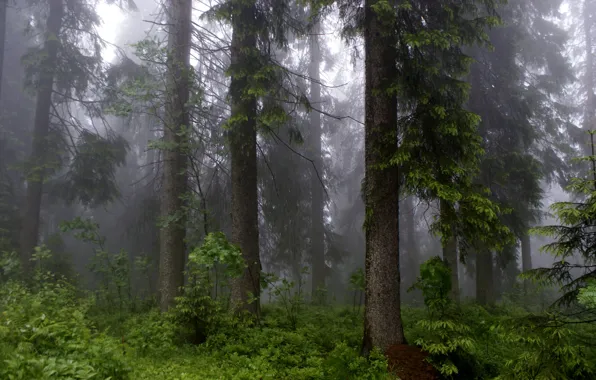 Picture forest, trees, nature, fog