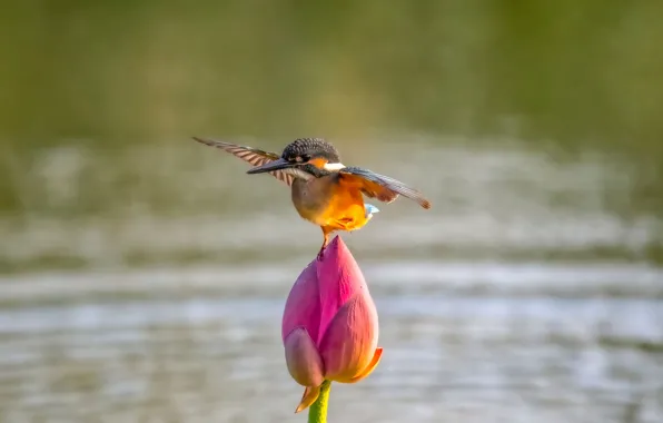 Picture flower, water, nature, bird, wings, Bud, Lotus, Kingfisher