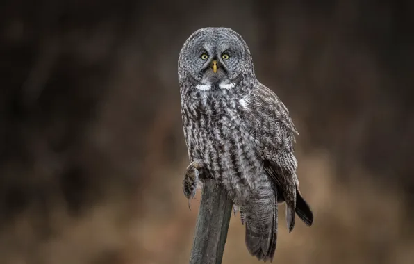 Look, the dark background, owl, bird, grey, column, owl