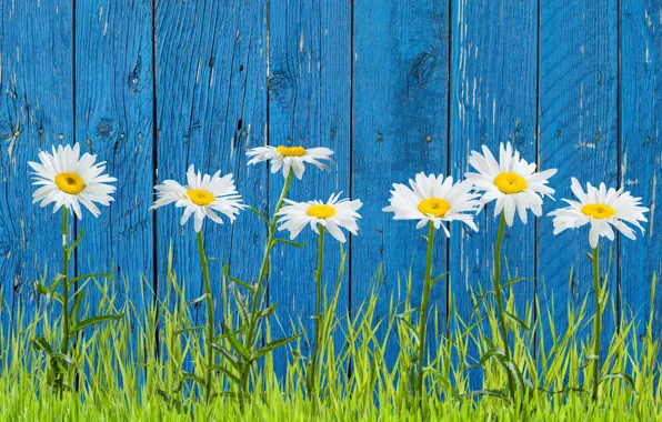 Grass, the fence, chamomile