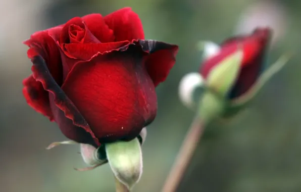 Rose, petals, Bud, red