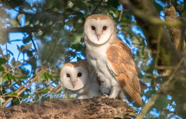 Picture birds, tree, owls, a couple, The barn owl