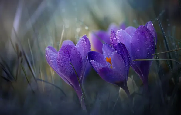 Drops, macro, flowers, Rosa, blur, spring, purple, crocuses