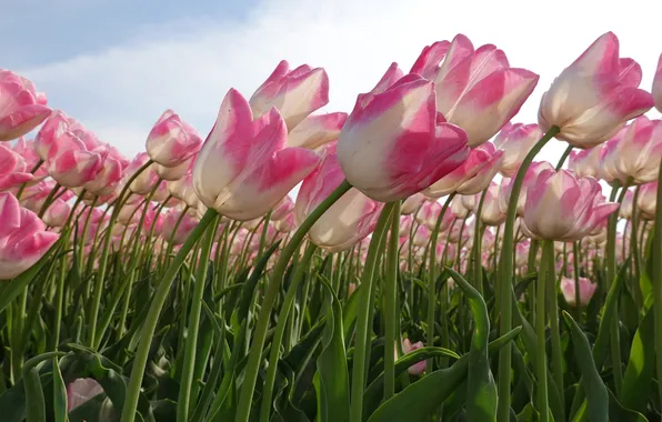 Field, the sky, leaves, clouds, flowers, stems, spring, tulips