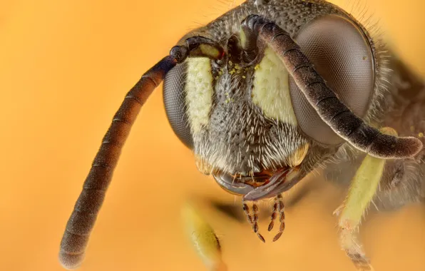 Macro, background, Wasp