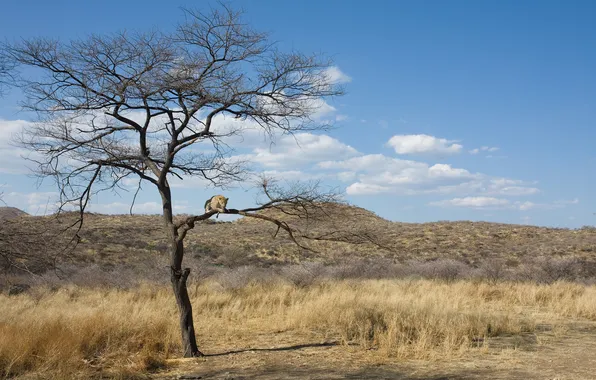 Picture Savannah, Namibia, meal, eating prey in tree, the surroundings of Windhoek (Windhoek), Brook Farm Guest …