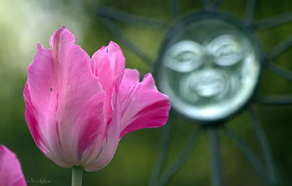 Picture flower, the sun, macro, metal, pink, Tulip, spring, forging