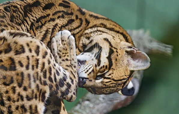 Cat, washing, ocelot, ©Tambako The Jaguar