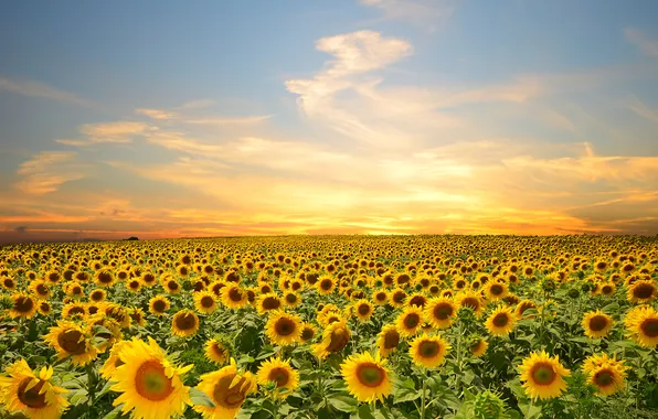 Field, the sky, clouds, trees, sunflowers, sunset, flowers
