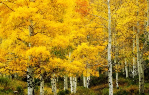 Autumn, nature, gold, birch grove