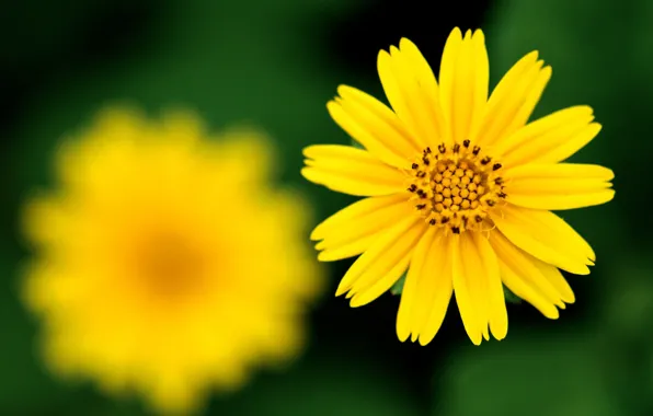 Picture flower, yellow, focus, sharpness
