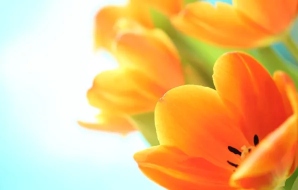 Picture macro, flowers, tulips, orange