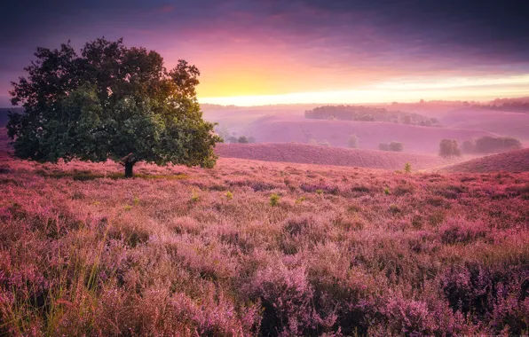 Picture sunset, tree, meadow