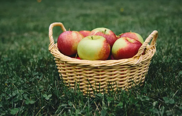 Picture greens, grass, basket, glade, apples, food, harvest, fruit