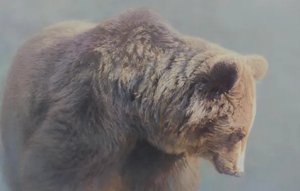 Picture animals, nature, wildlife, white bear, cubs, .Grizzly In The Mist