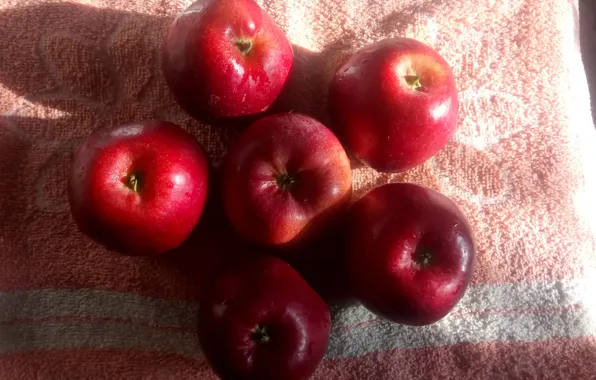 Red, Apples, Sunlight