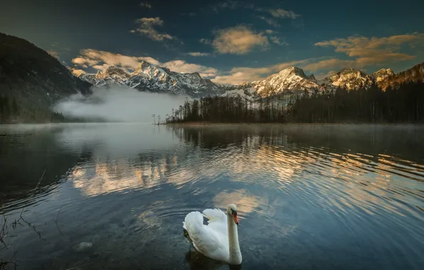 Lake, shore, Swan