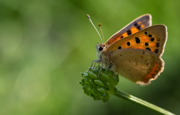Picture macro, background, butterfly, stems