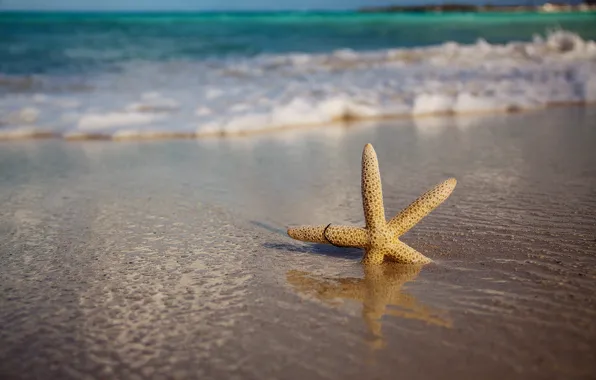 Sand, wave, beach, nature, Sea, starfish