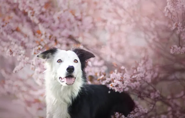 Pink, dog, spring, flowering, gently, the border collie, Wallpaper from lolita777