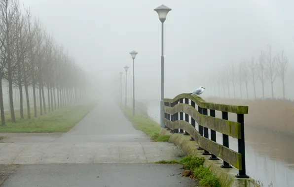 Picture road, water, landscape, fog, bird