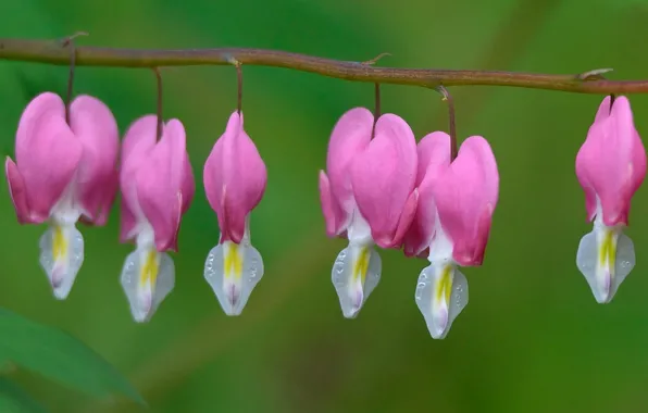 Drops, stems, branch, pink flowers, drops, branch, pink flowers, stalks