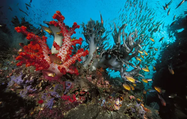 Fish, nature, the ocean, corals, under water