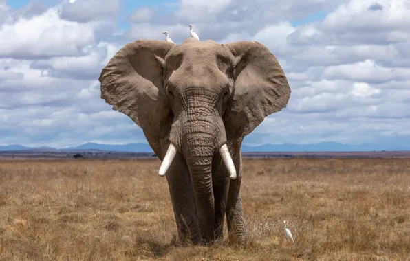 Birds, elephant, Savannah