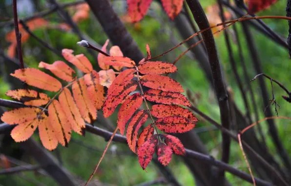 Autumn, Rowan, the leaves of the trees