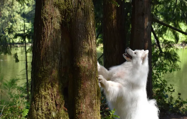 Look, pose, dog, white, face, Samoyed