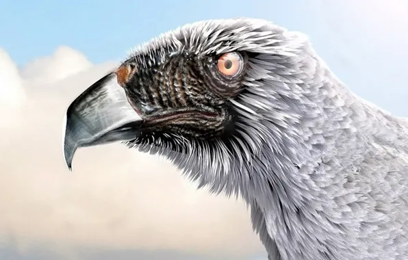 Picture nature, bird, eagle, Strange Eagle