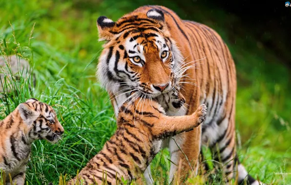 Picture Tiger, Strong, Pefect Killer